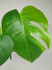 Monstera Aurea Steckling