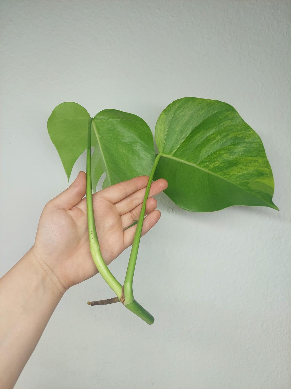 Monstera Aurea Steckling