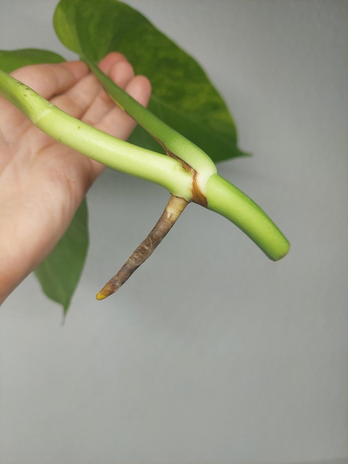 Monstera Aurea Steckling