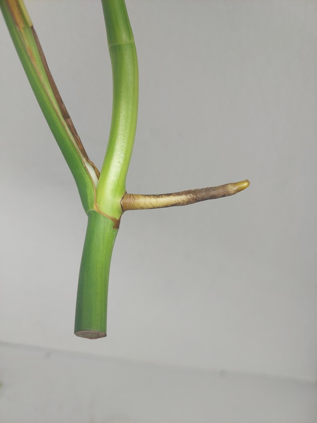Monstera Aurea Steckling