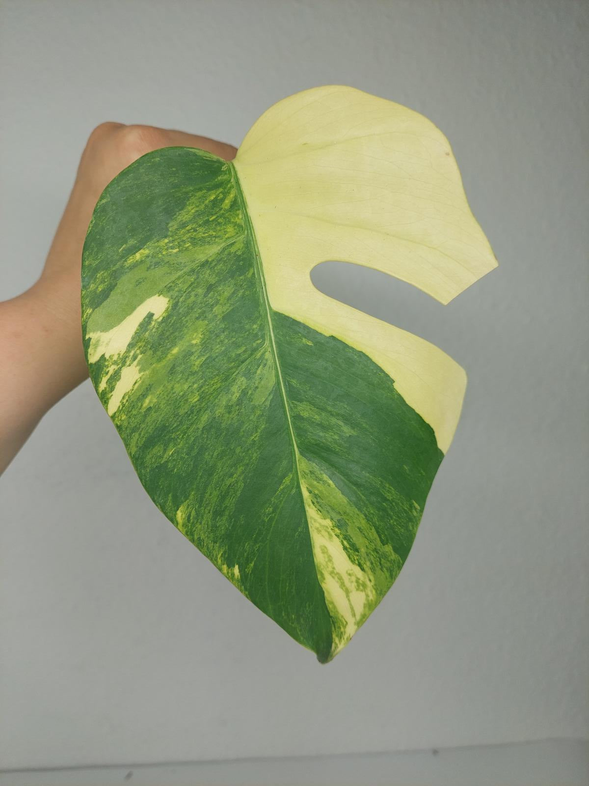 Monstera Aurea Steckling