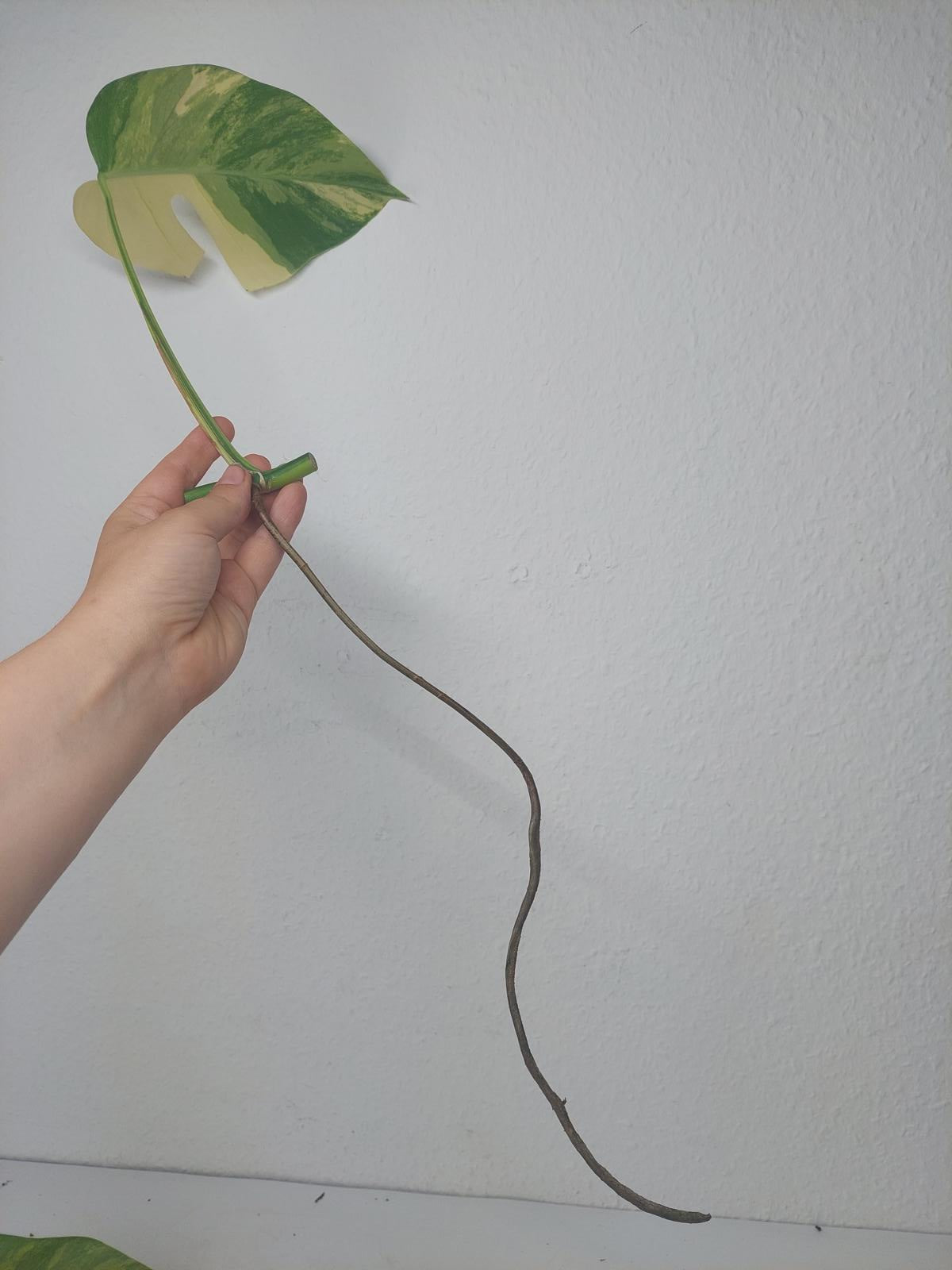 Monstera Aurea Steckling