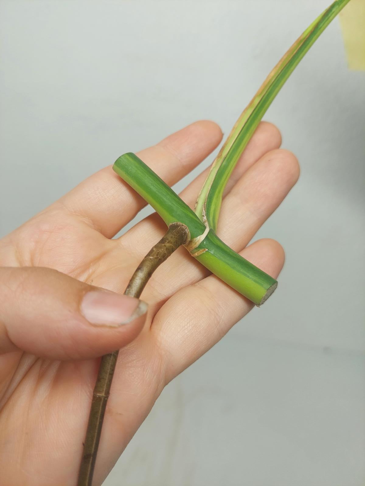 Monstera Aurea Steckling