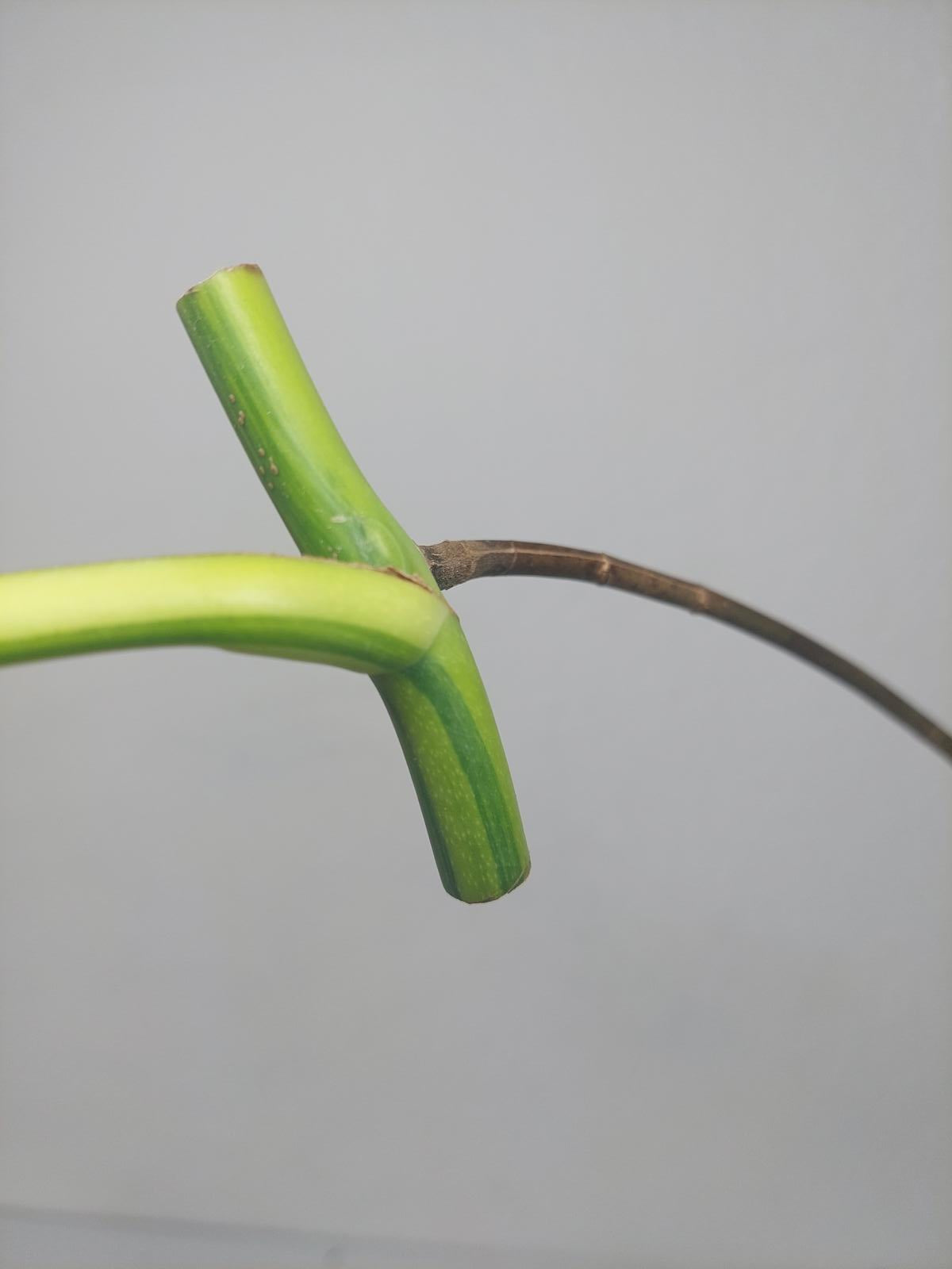 Monstera Aurea Steckling