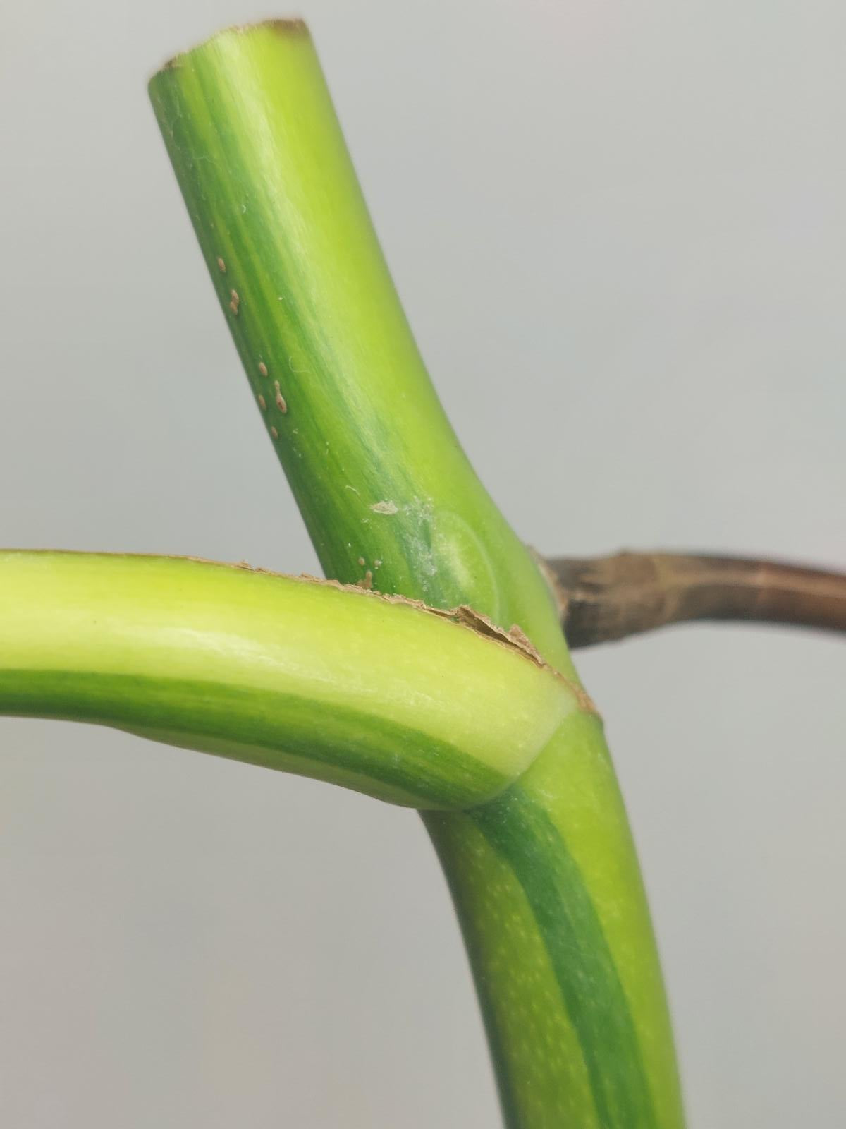Monstera Aurea Steckling