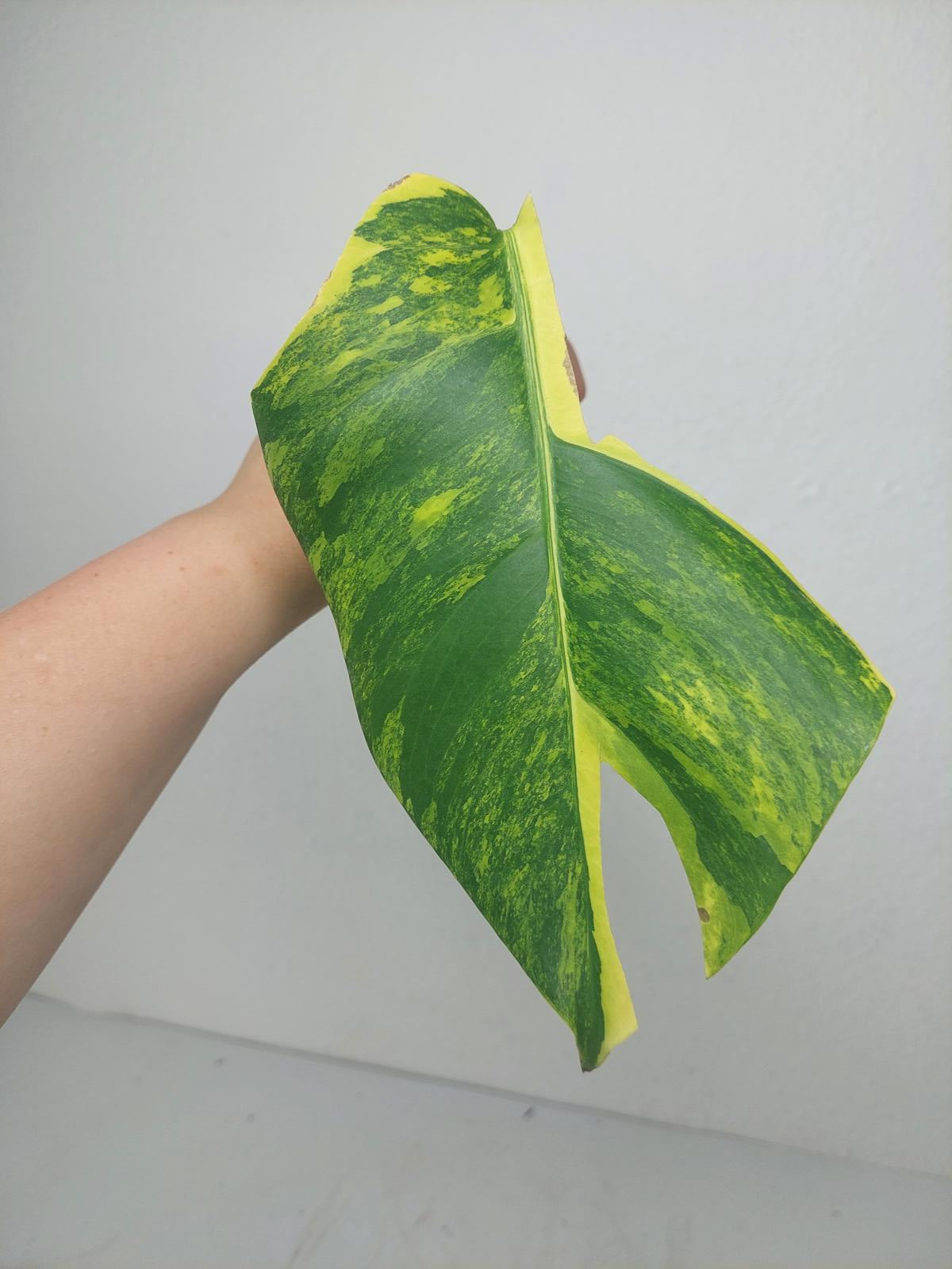 Monstera Aurea Steckling