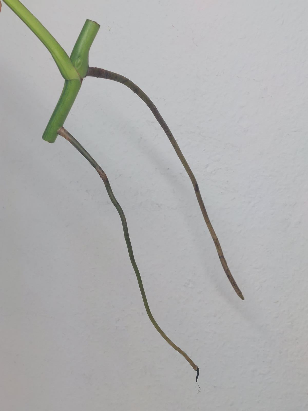 Monstera Aurea Steckling