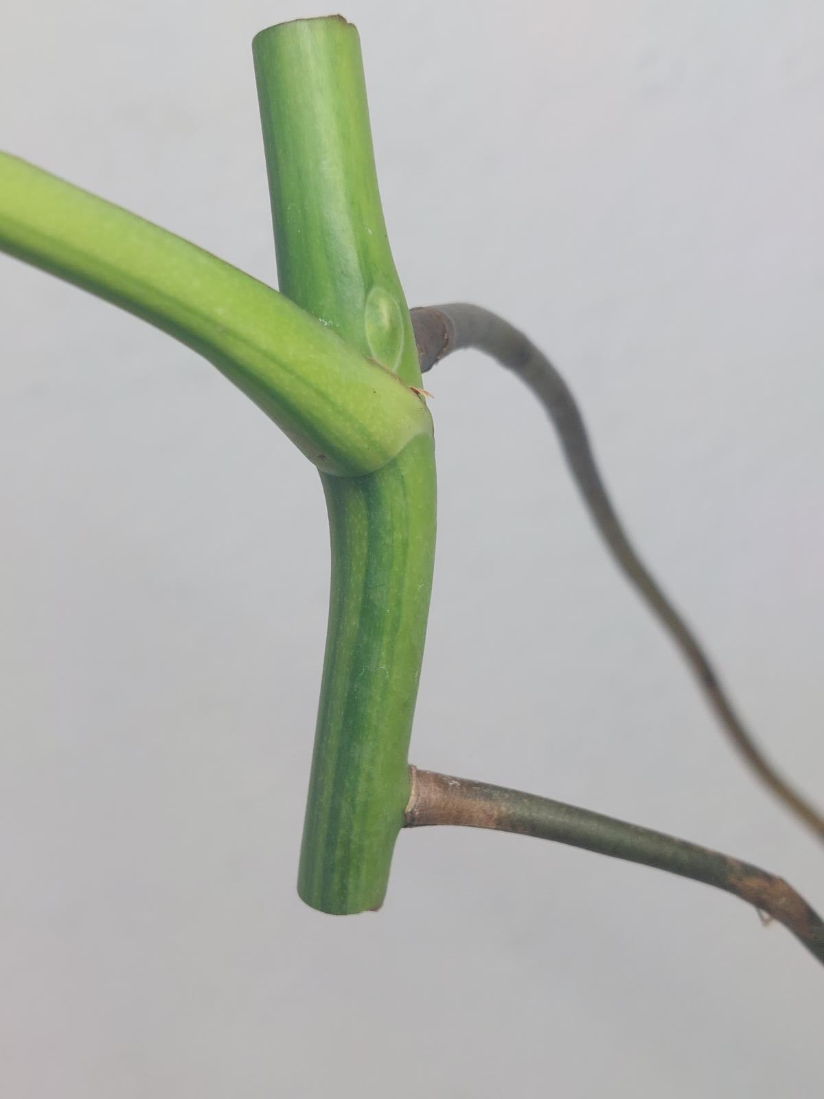 Monstera Aurea Steckling