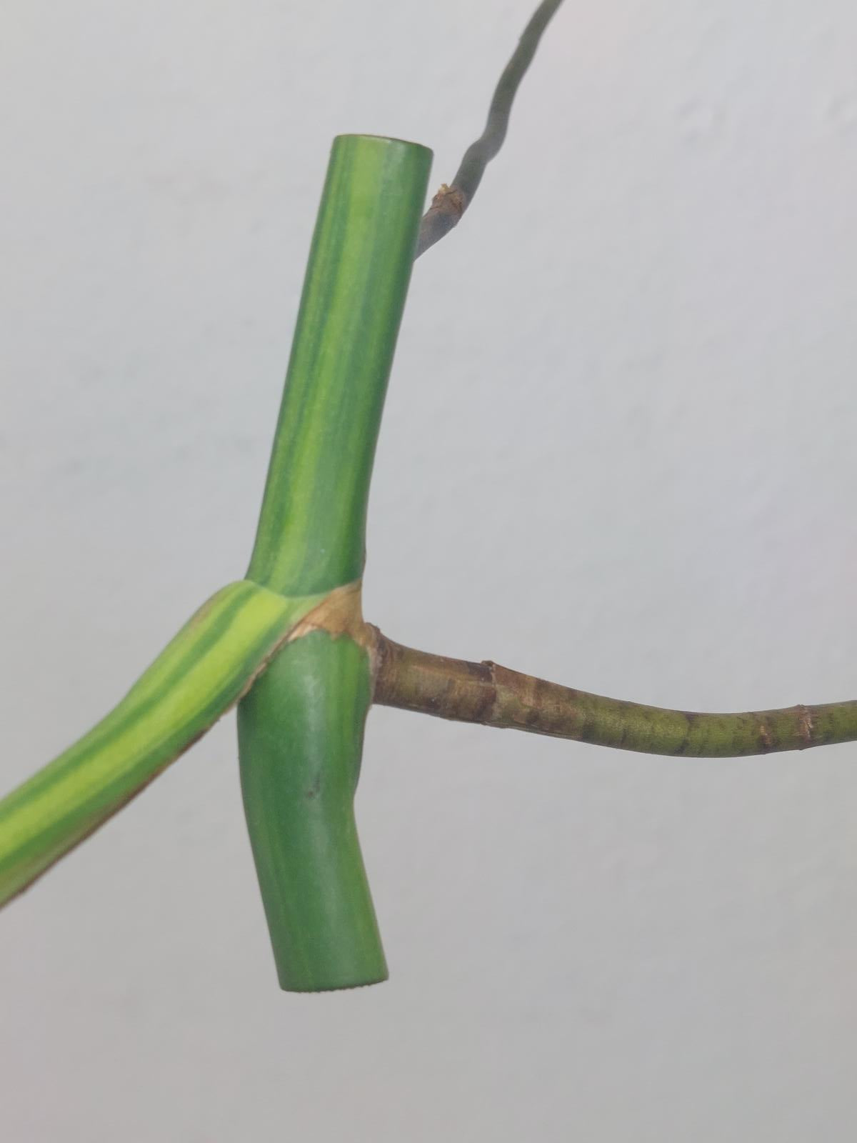 Monstera Aurea Steckling
