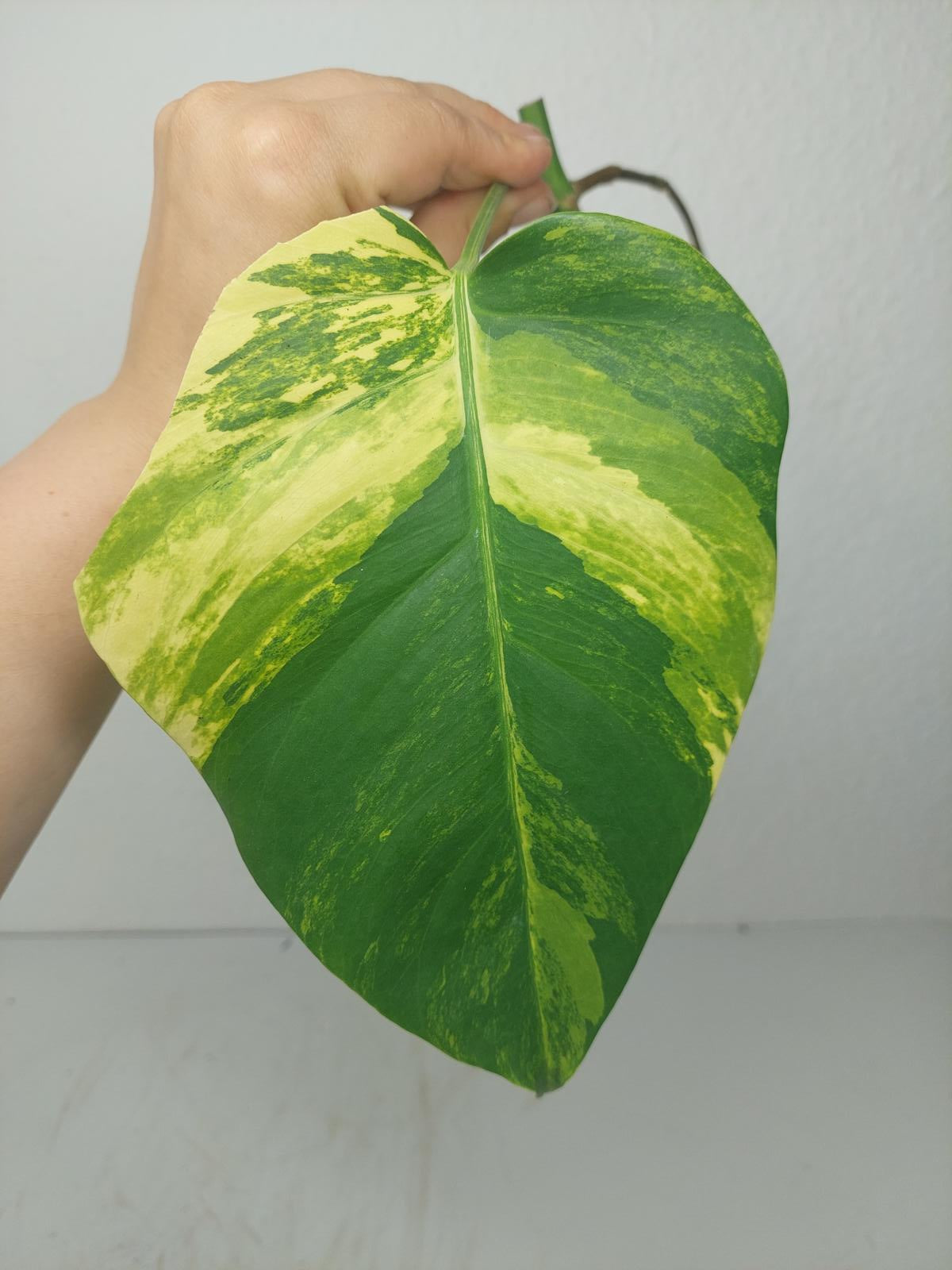 Monstera Aurea Steckling
