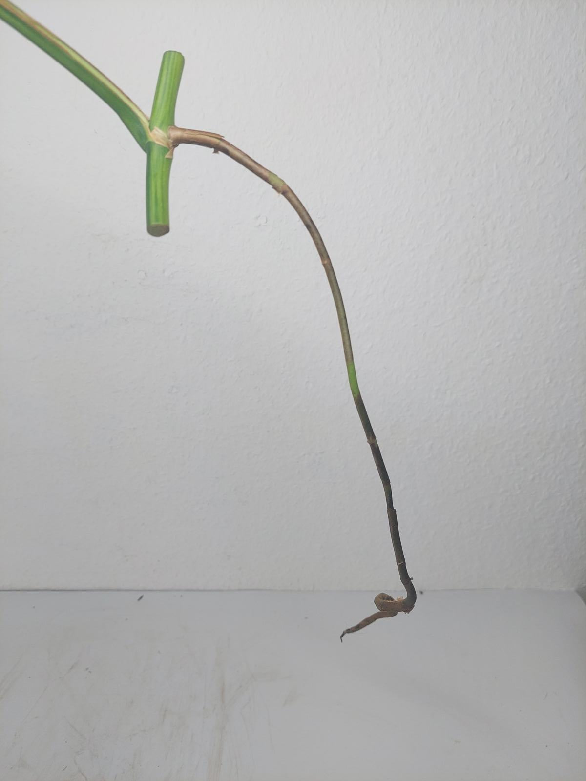 Monstera Aurea Steckling