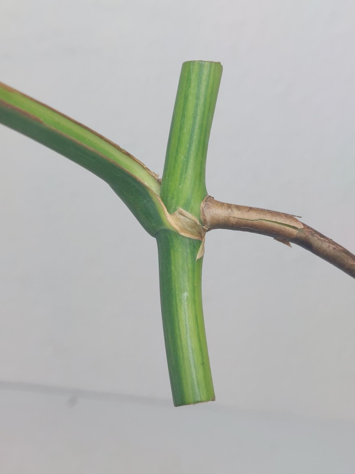 Monstera Aurea Steckling