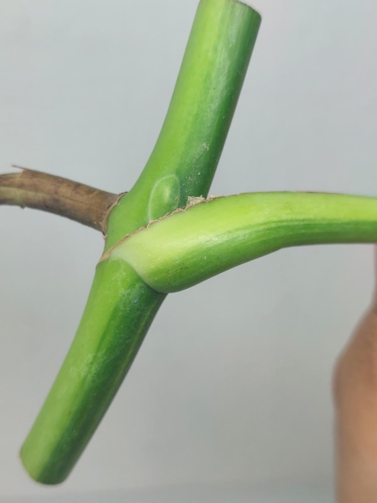 Monstera Aurea Steckling