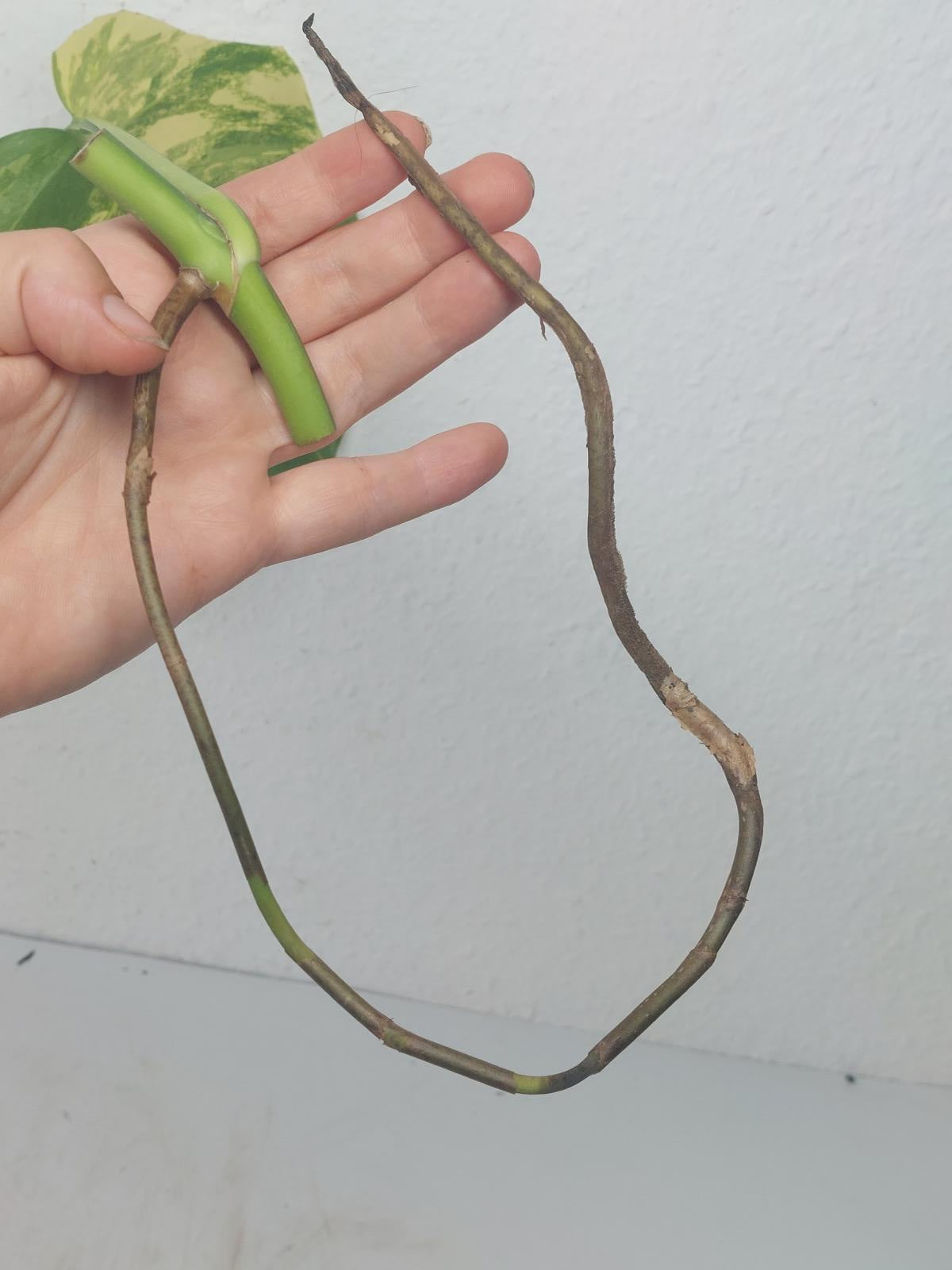 Monstera Aurea Steckling