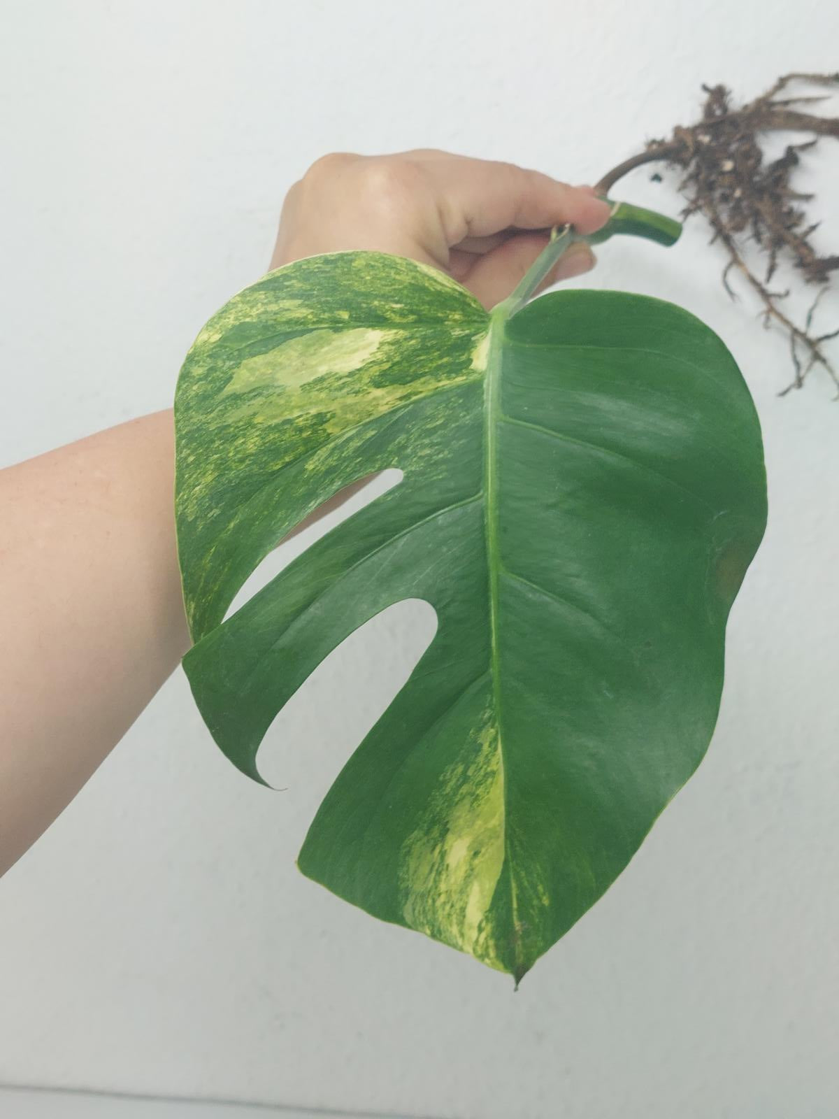 Monstera Aurea Steckling