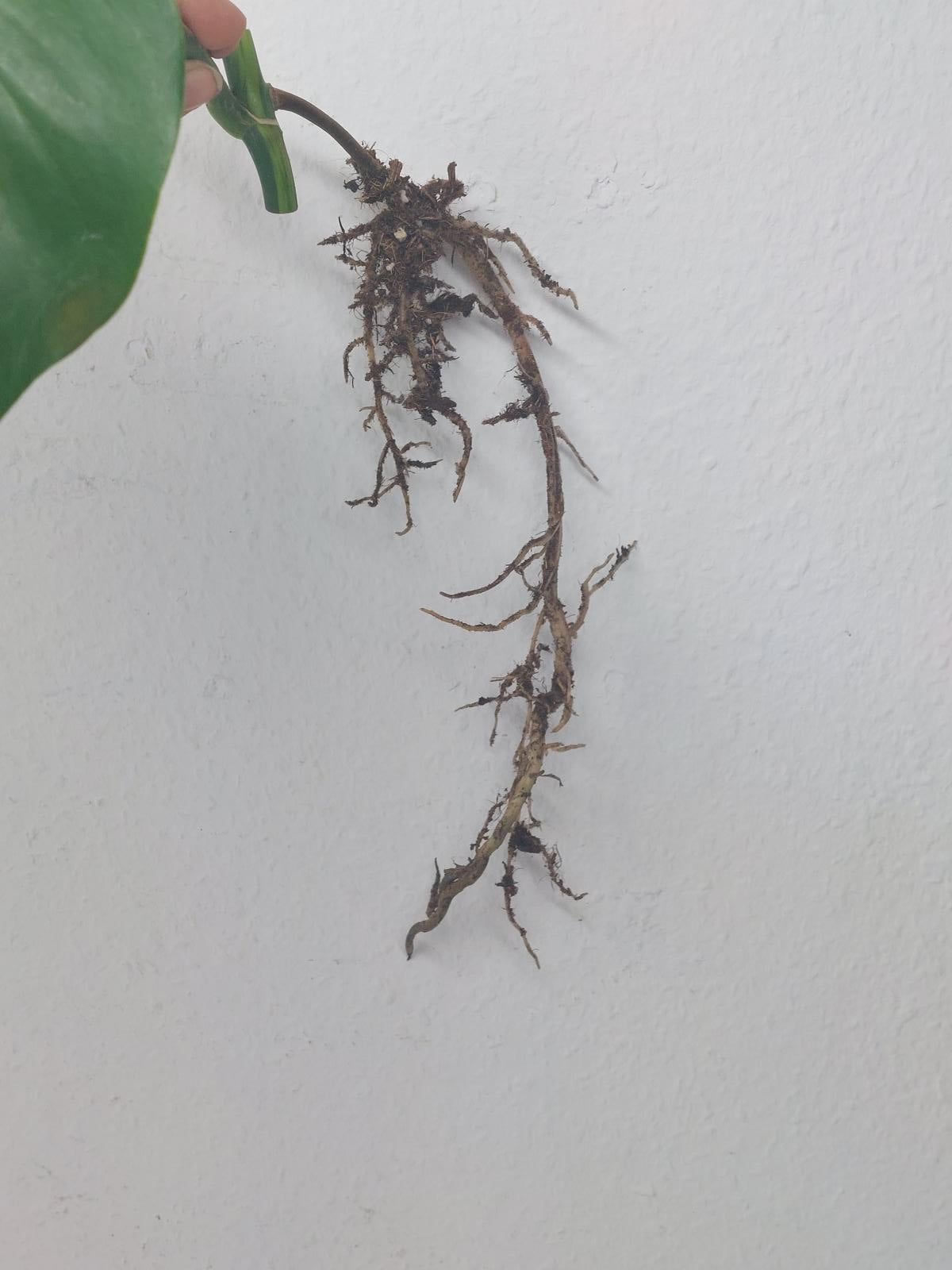 Monstera Aurea Steckling