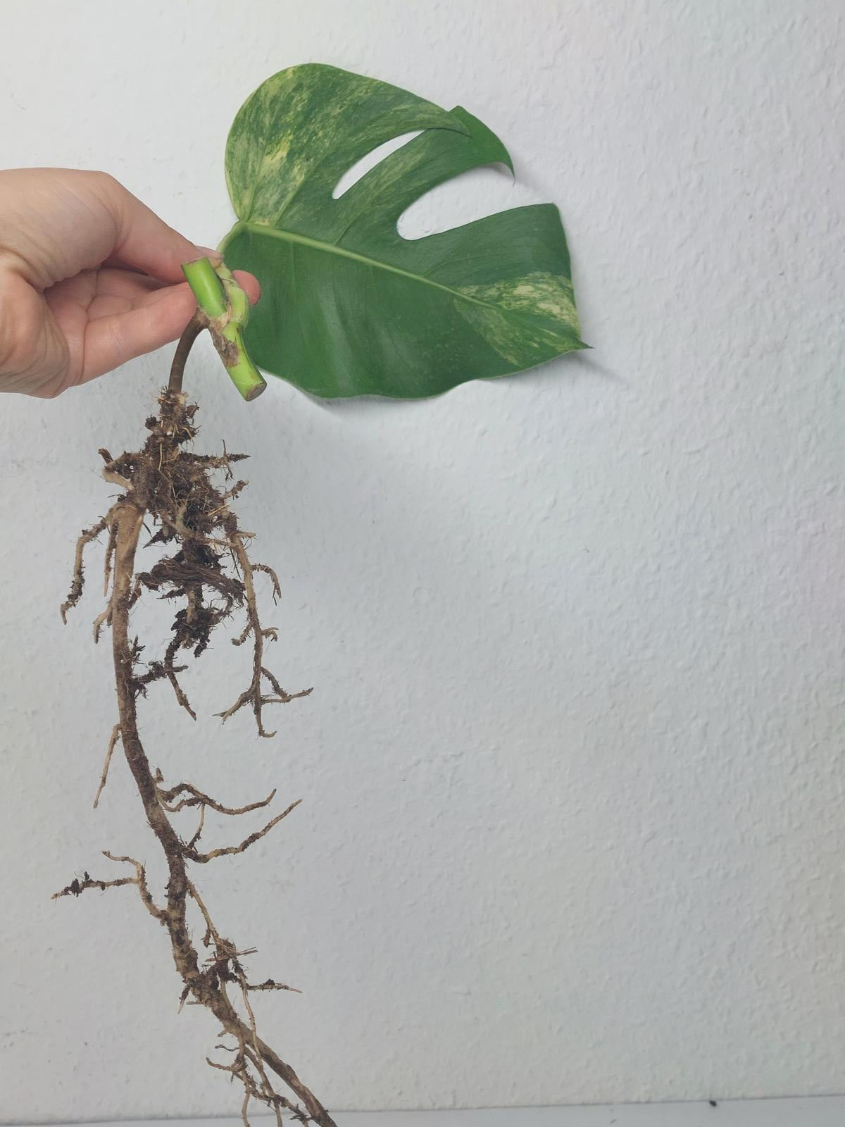 Monstera Aurea Steckling