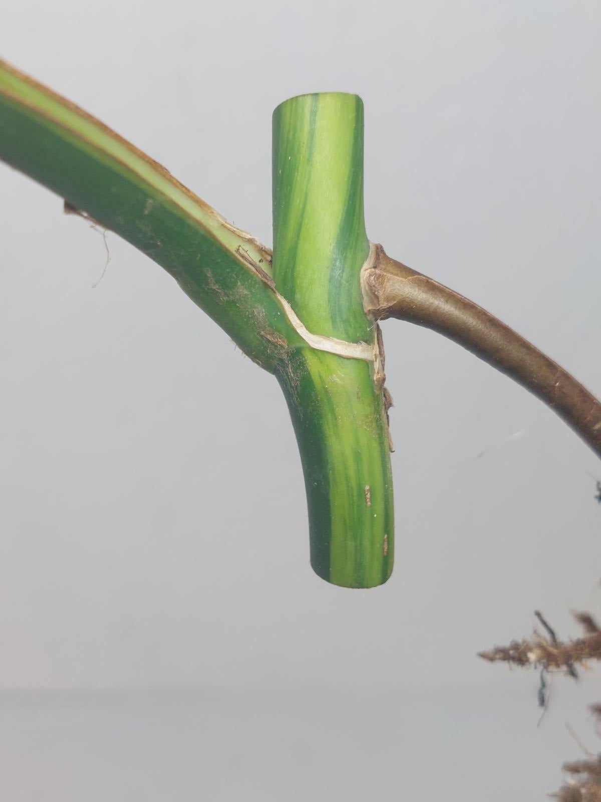 Monstera Aurea Steckling