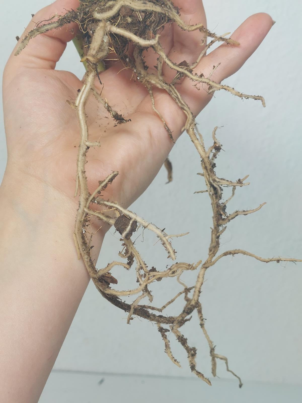 Monstera Aurea Steckling