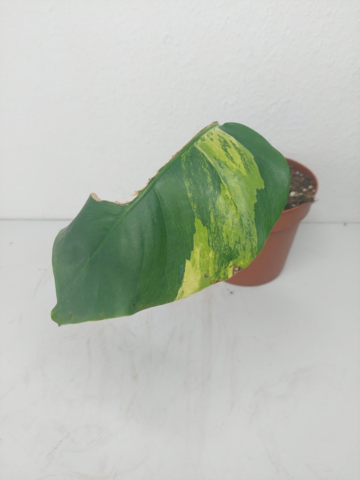 Monstera Aurea Steckling