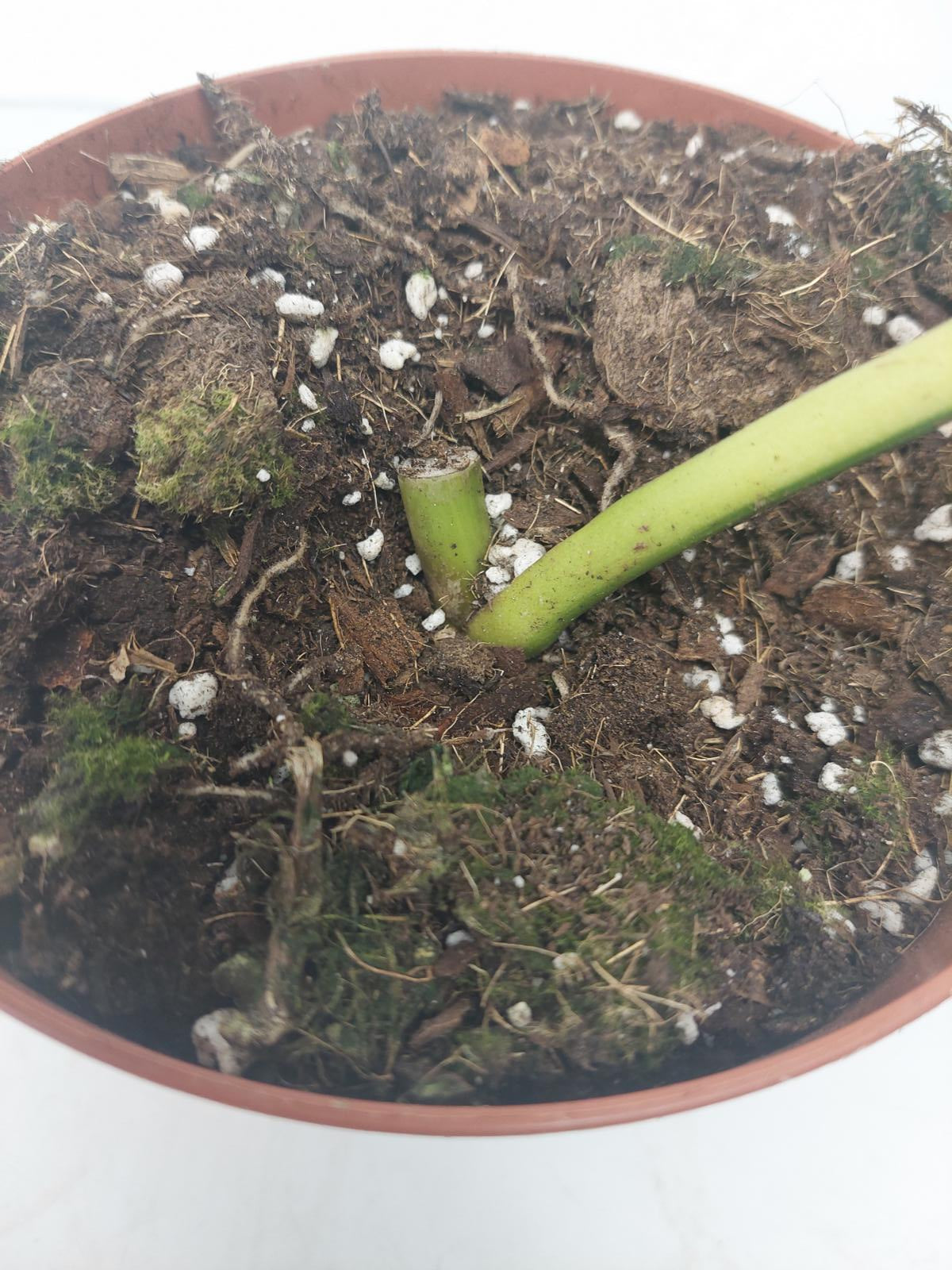 Monstera Aurea Steckling