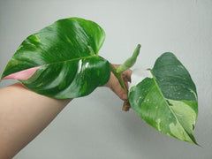 Philodendron White Princess Aurea Tricolor Steckling