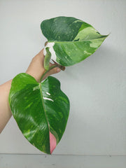 Philodendron White Princess Aurea Tricolor Steckling