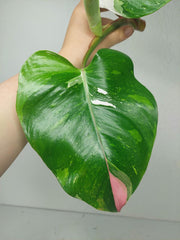 Philodendron White Princess Aurea Tricolor Steckling