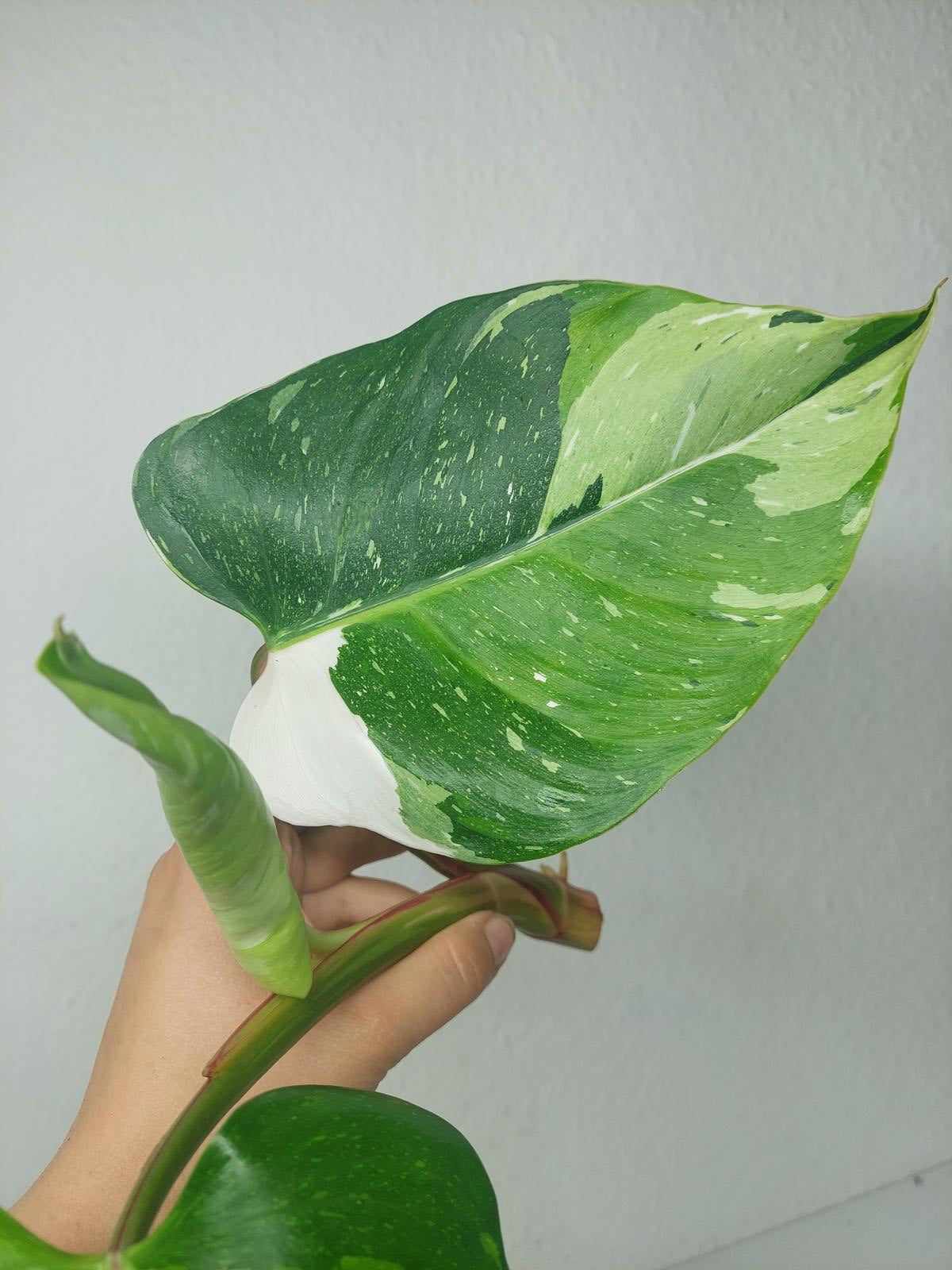 Philodendron White Princess Aurea Tricolor Steckling
