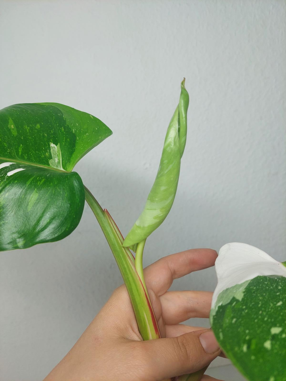 Philodendron White Princess Aurea Tricolor Steckling