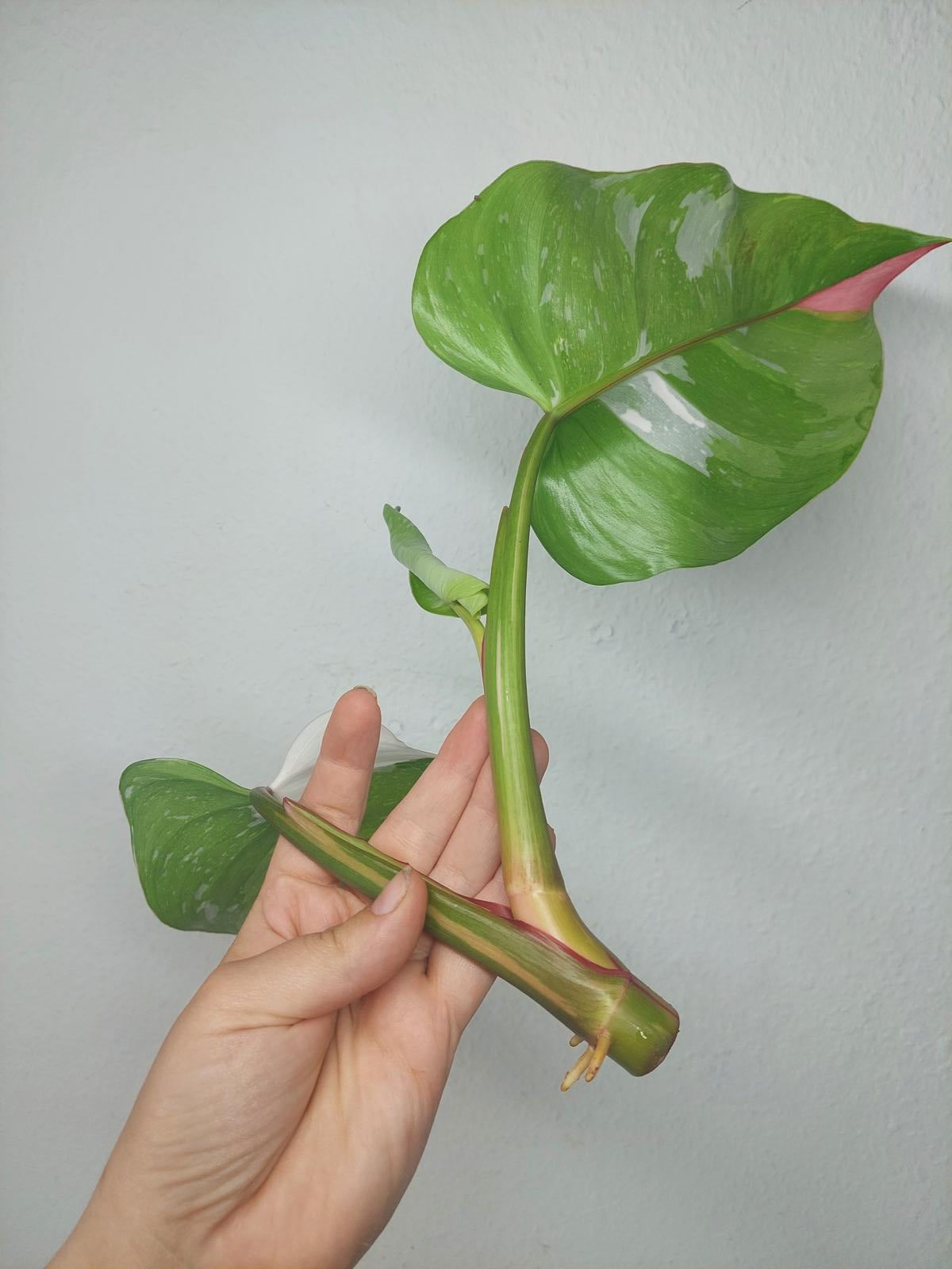 Philodendron White Princess Aurea Tricolor Steckling