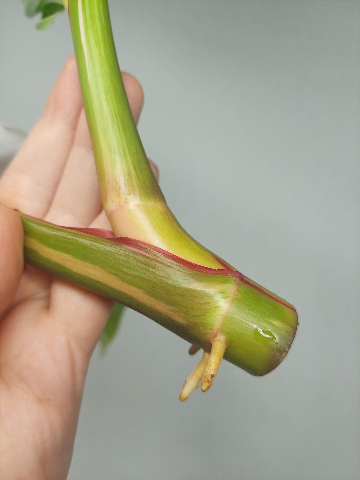 Philodendron White Princess Aurea Tricolor Steckling