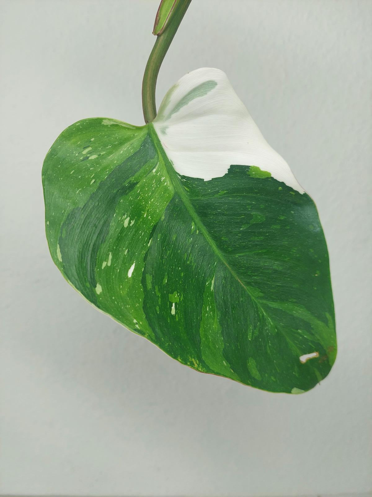 Philodendron White Princess Aurea Tricolor Steckling