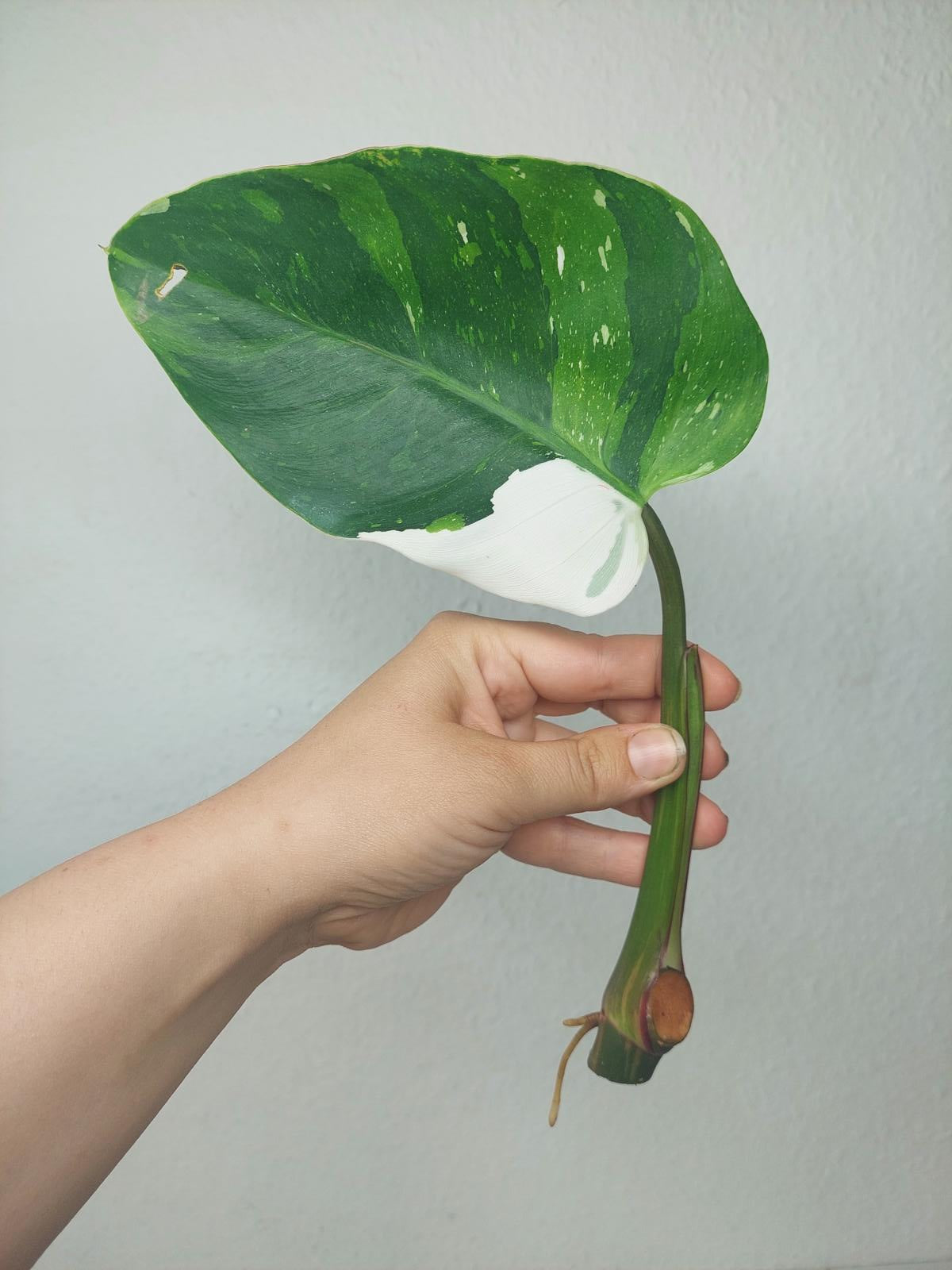 Philodendron White Princess Aurea Tricolor Steckling