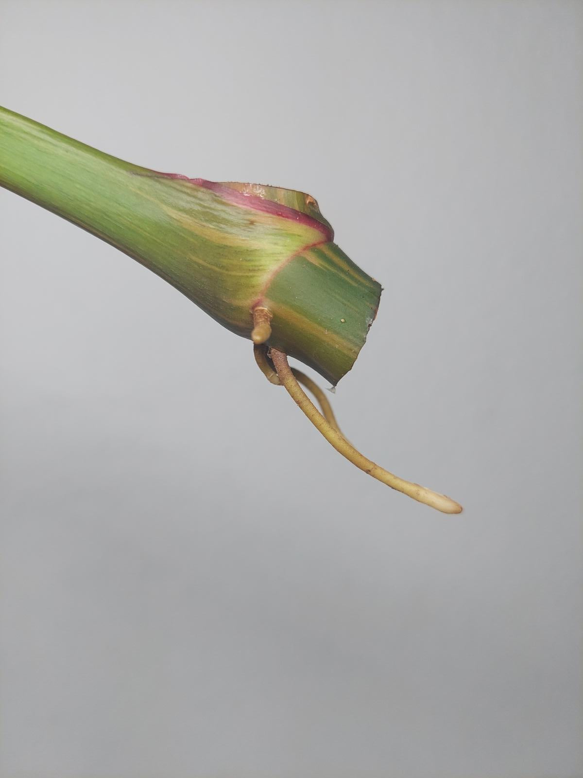 Philodendron White Princess Aurea Tricolor Steckling
