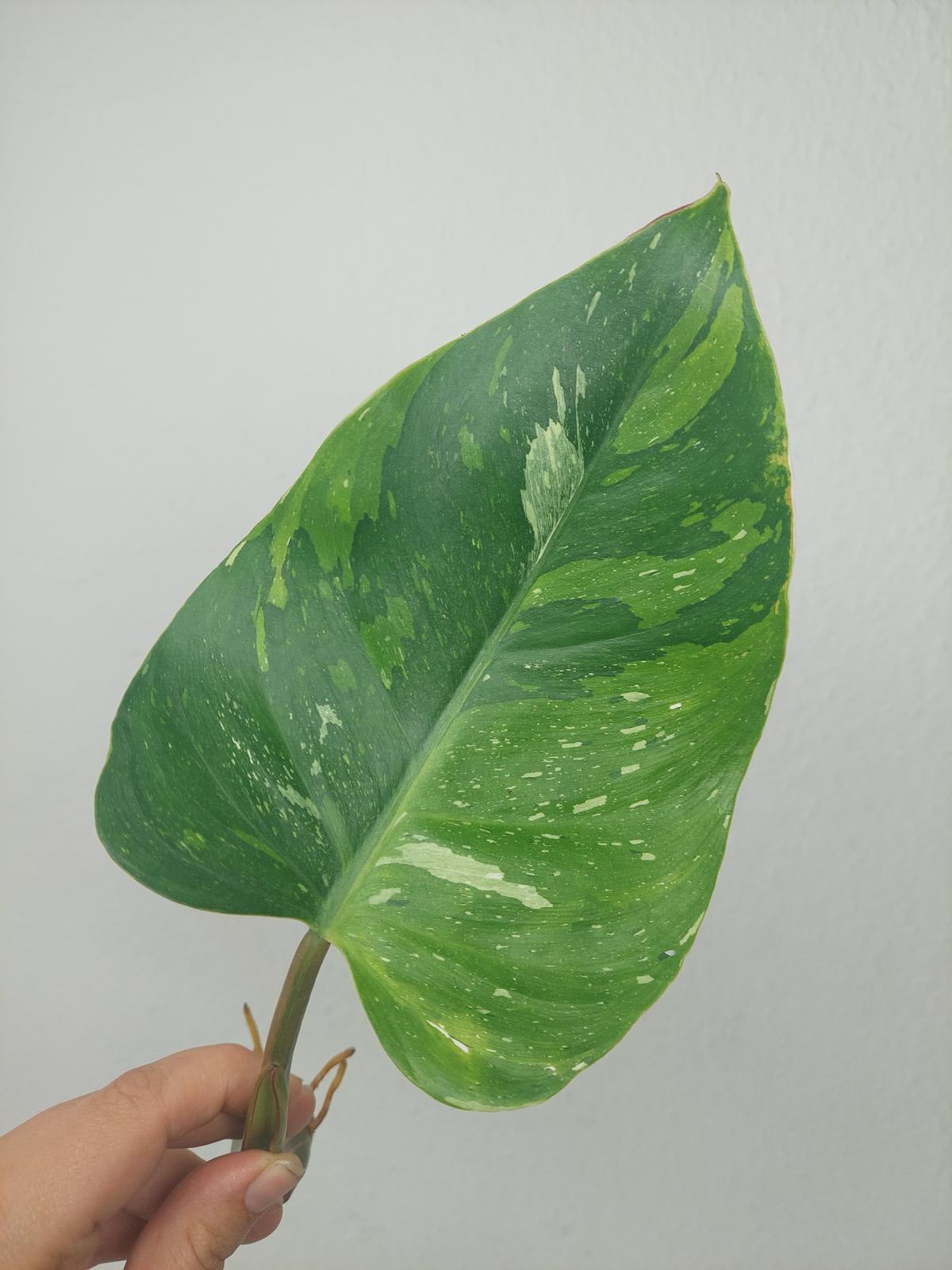 Philodendron White Princess Aurea Tricolor Steckling