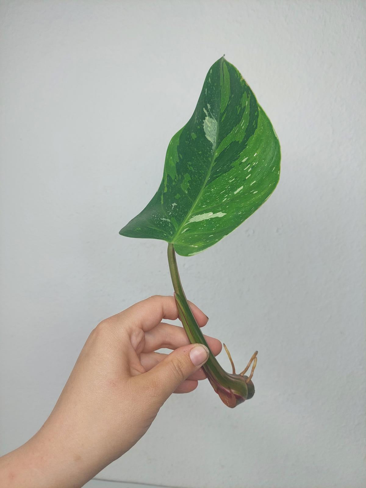 Philodendron White Princess Aurea Tricolor Steckling
