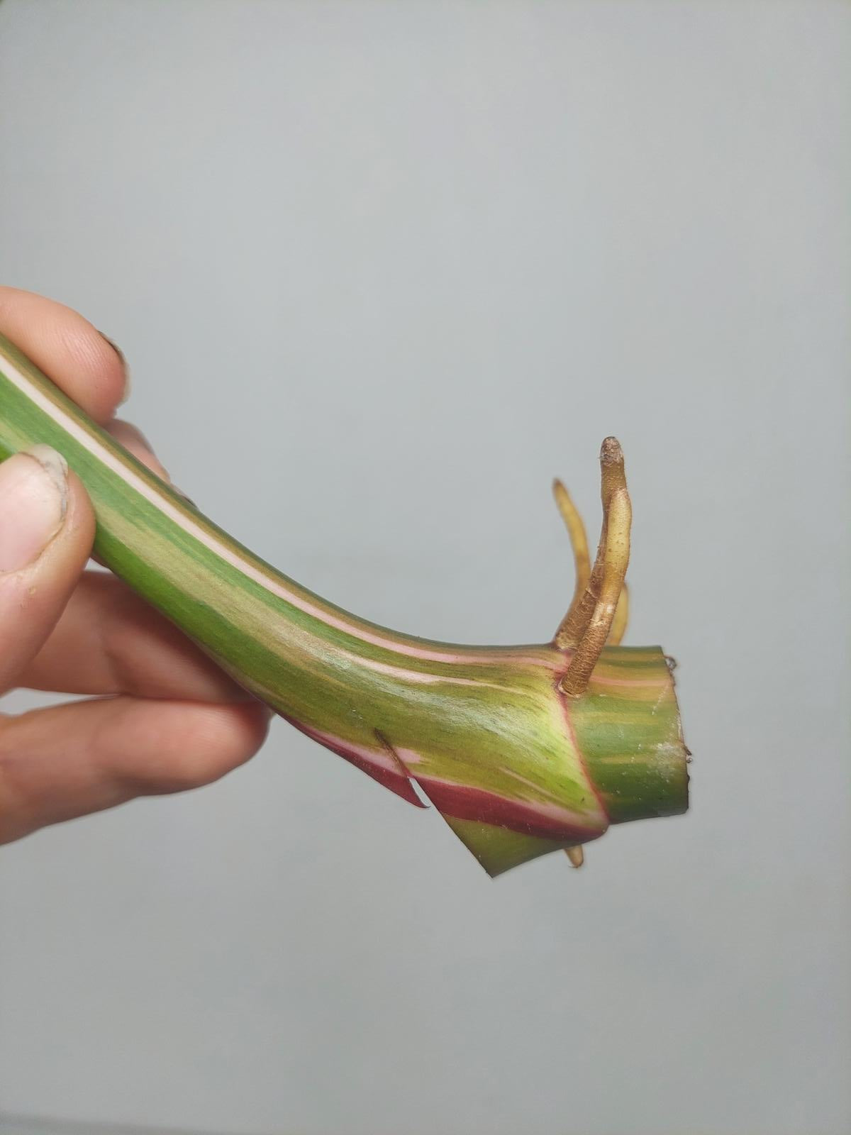 Philodendron White Princess Aurea Tricolor Steckling