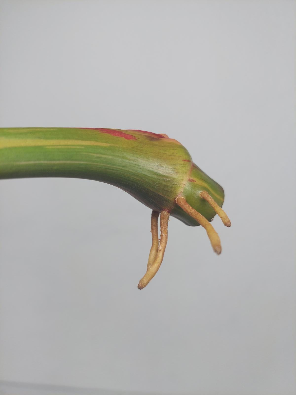 Philodendron White Princess Aurea Tricolor Steckling
