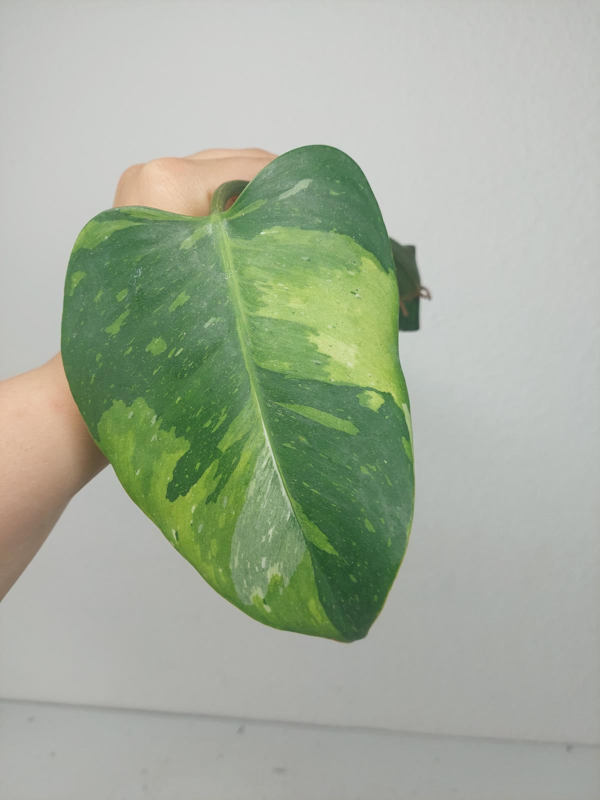 Philodendron White Princess Aurea Tricolor Steckling