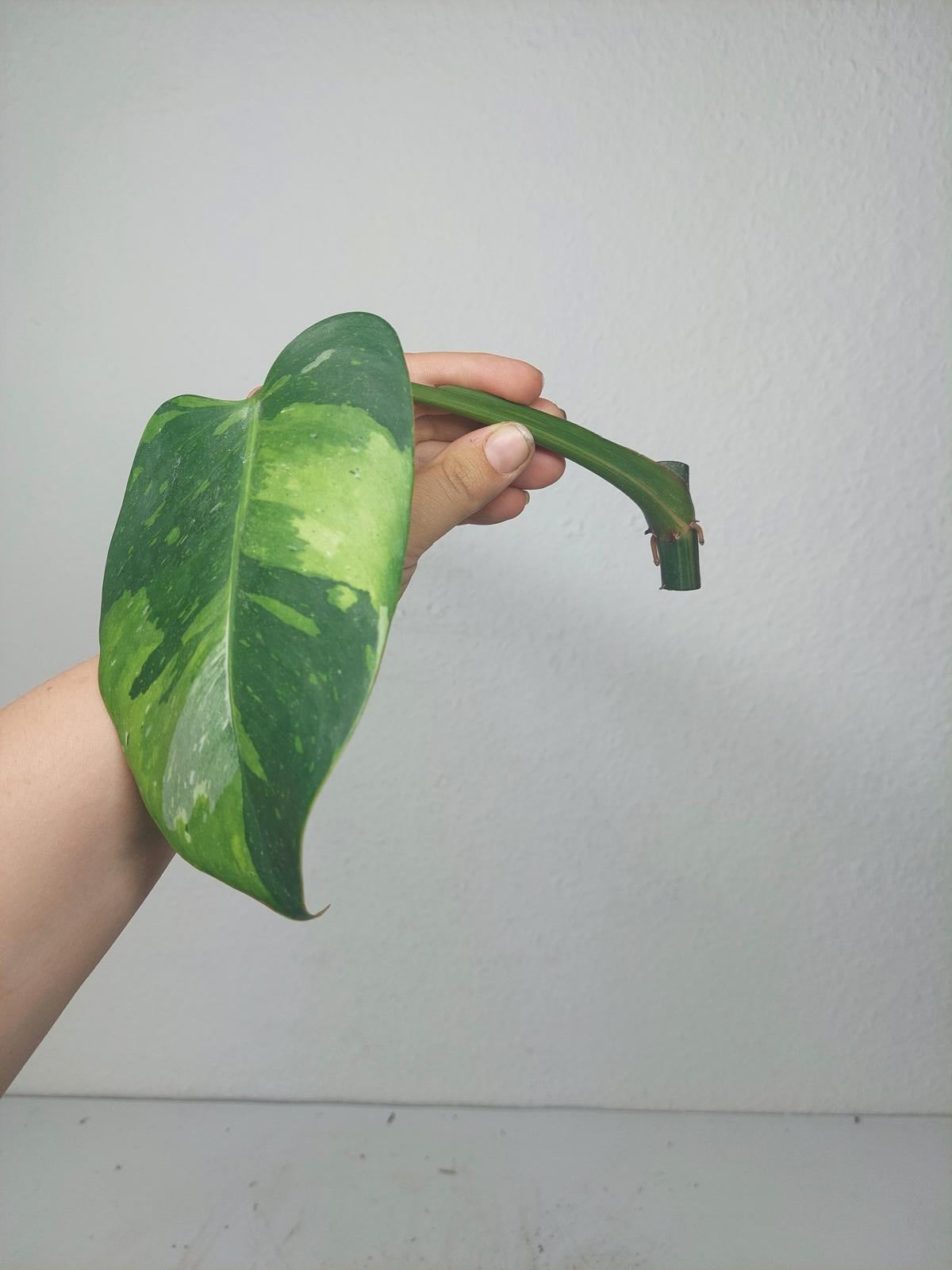 Philodendron White Princess Aurea Tricolor Steckling