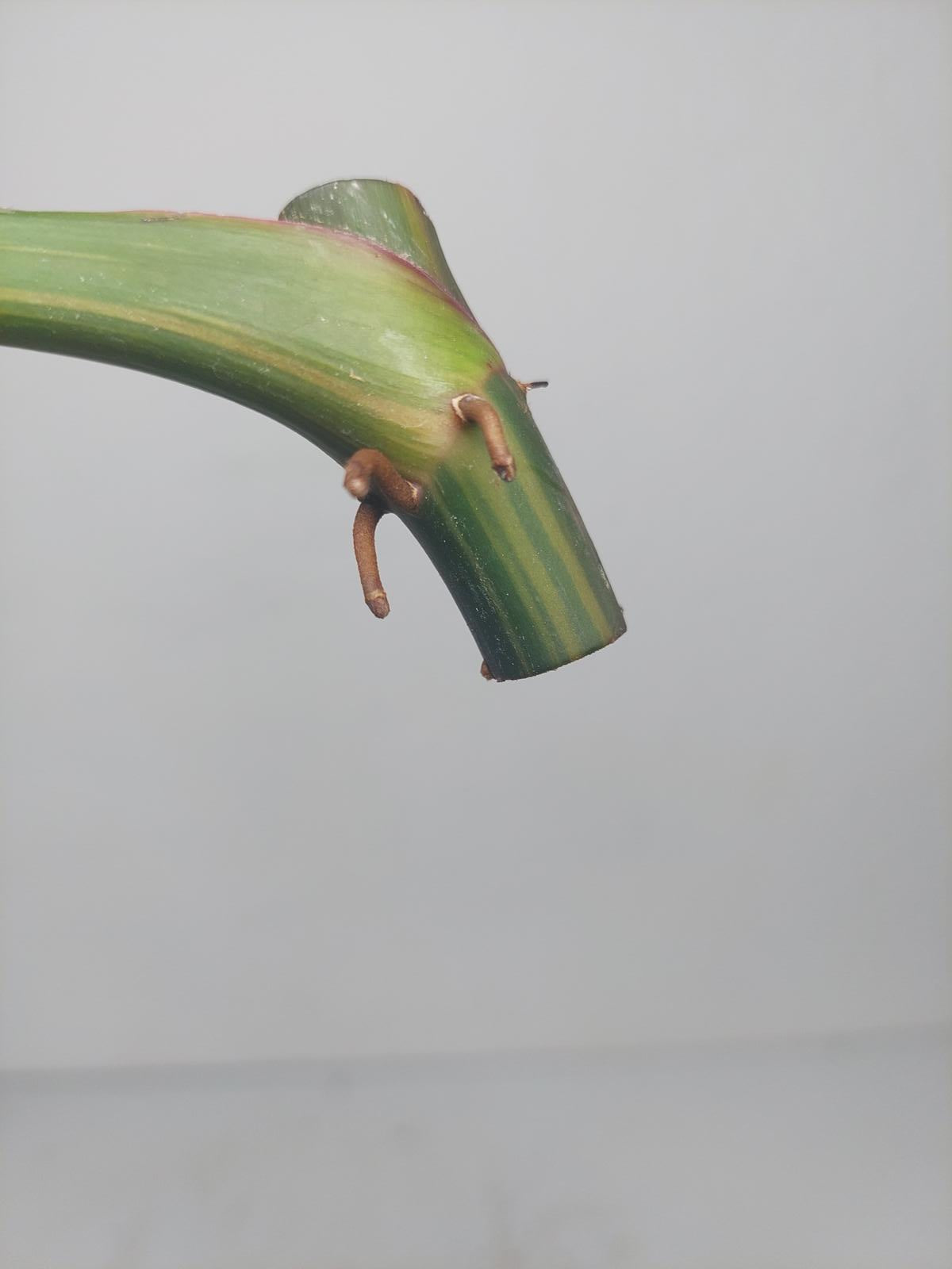 Philodendron White Princess Aurea Tricolor Steckling