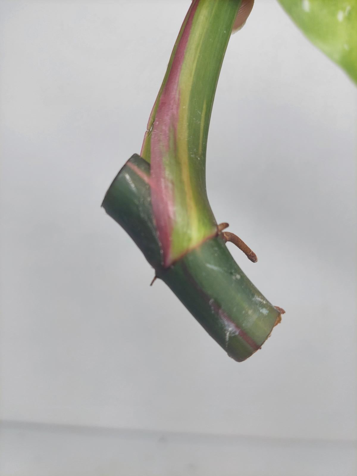 Philodendron White Princess Aurea Tricolor Steckling