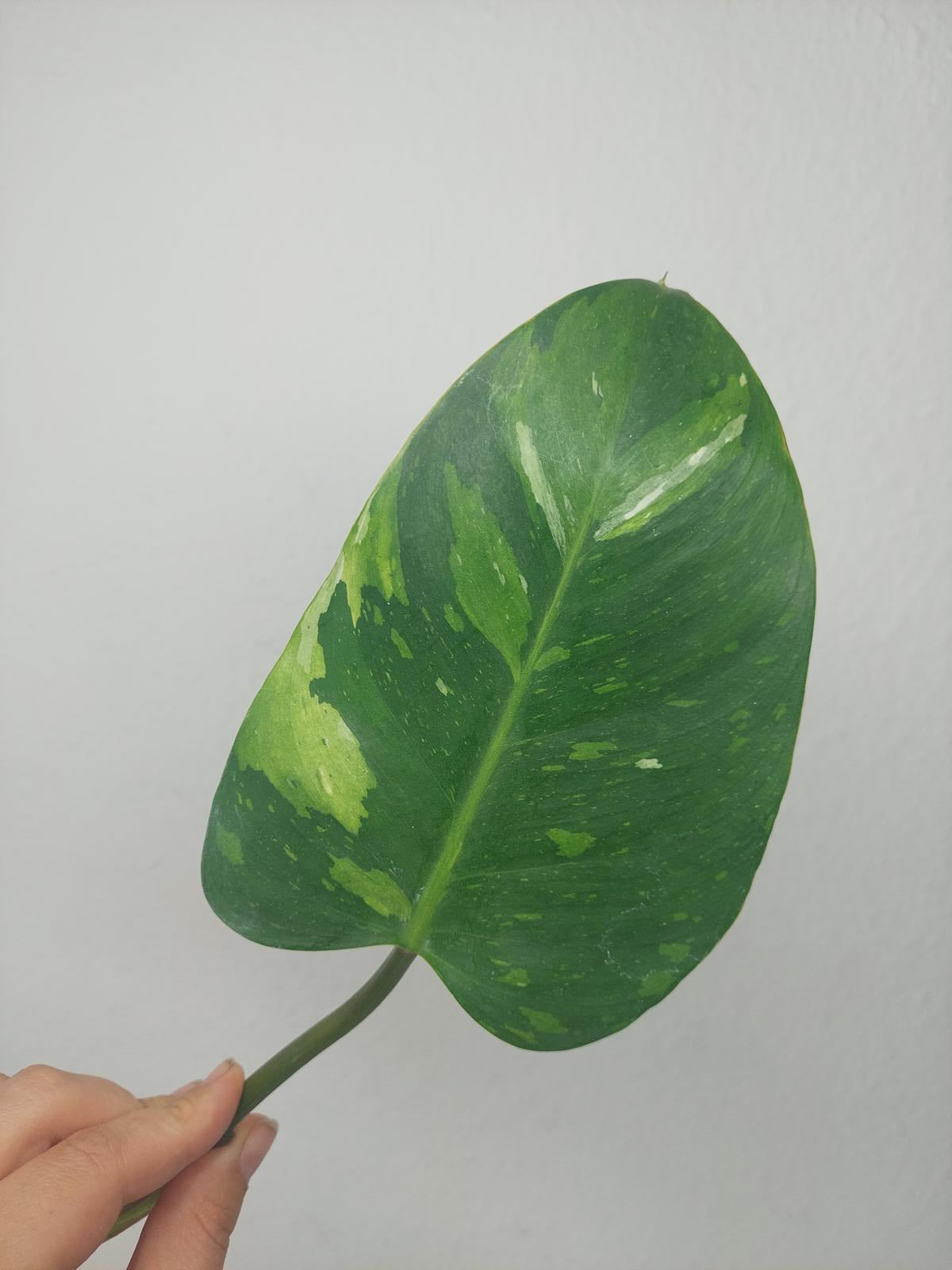 Philodendron White Princess Aurea Tricolor Steckling