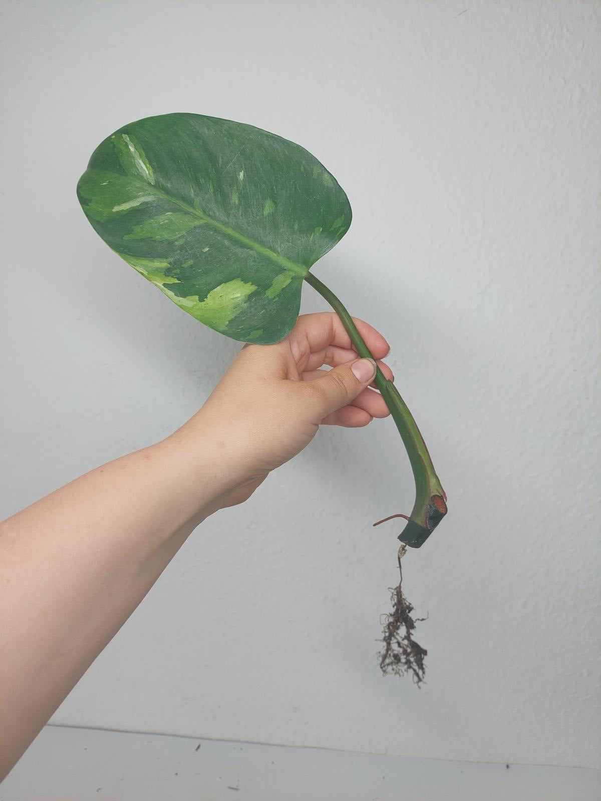 Philodendron White Princess Aurea Tricolor Steckling