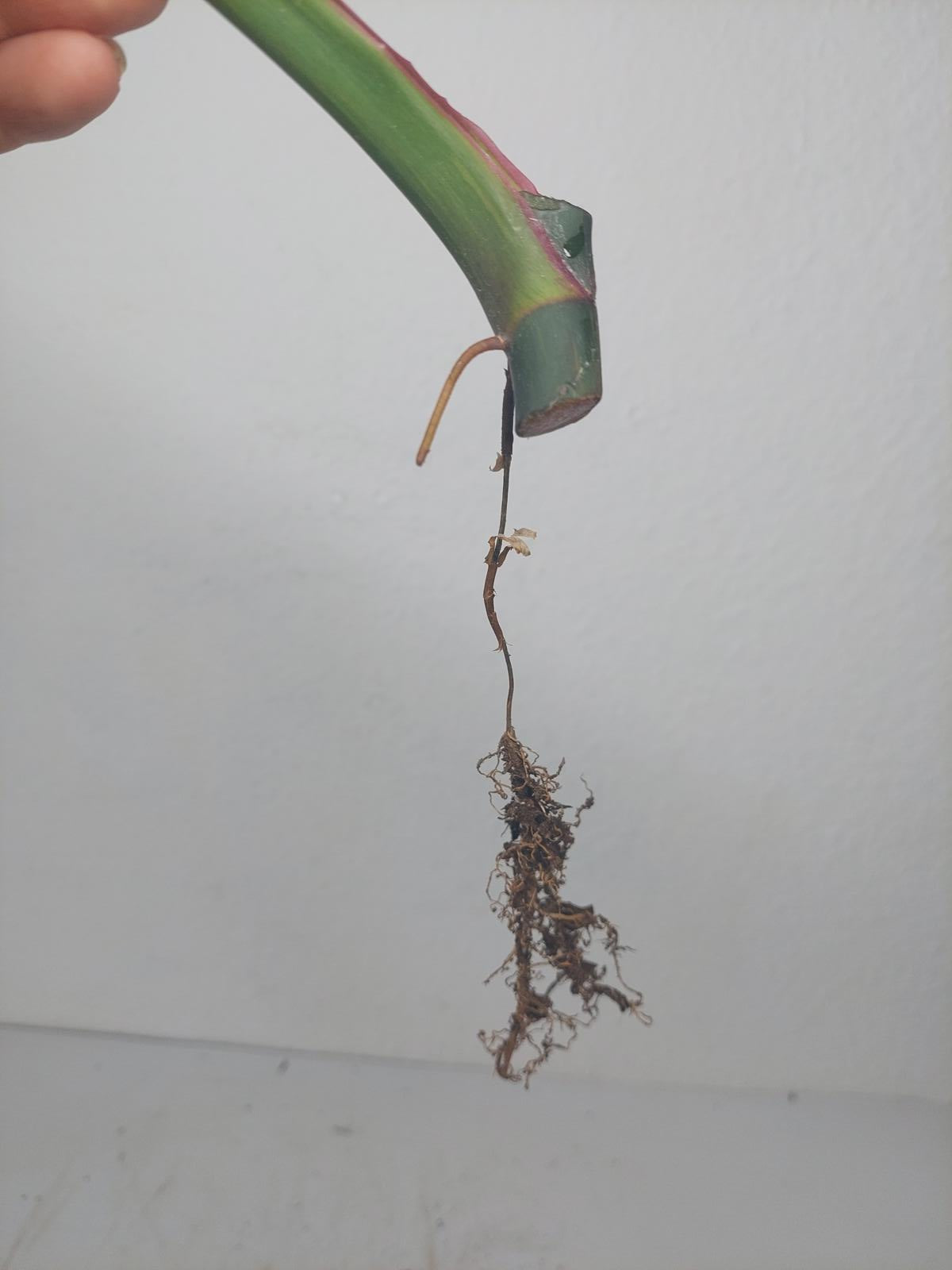 Philodendron White Princess Aurea Tricolor Steckling