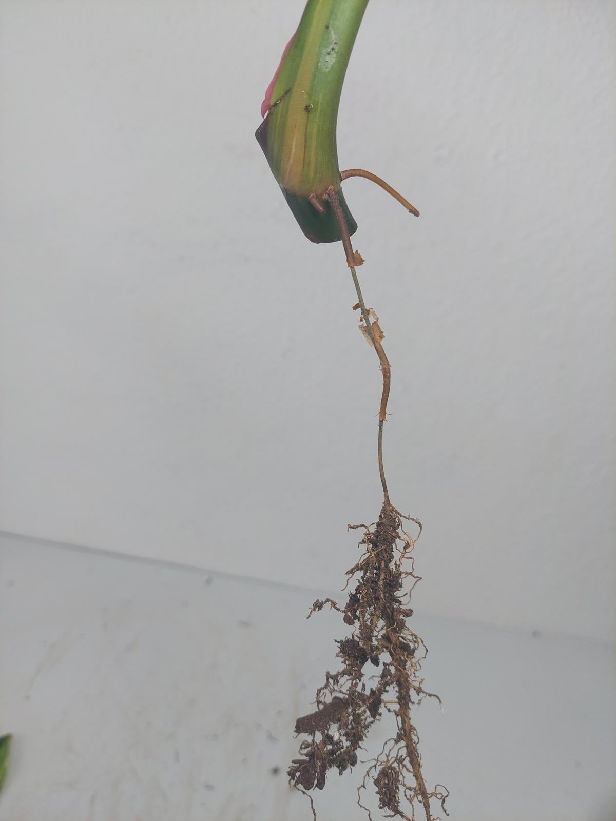 Philodendron White Princess Aurea Tricolor Steckling