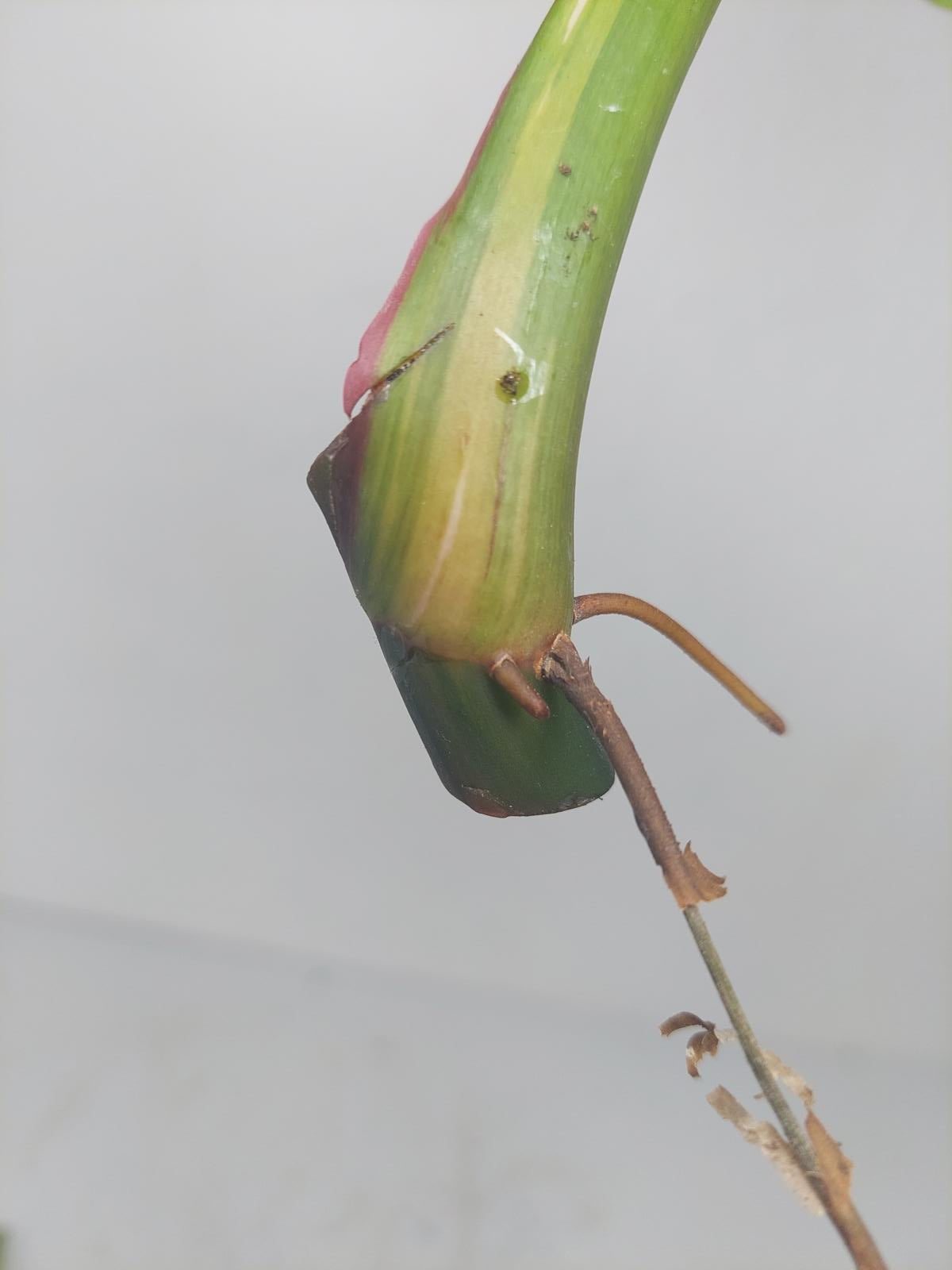 Philodendron White Princess Aurea Tricolor Steckling