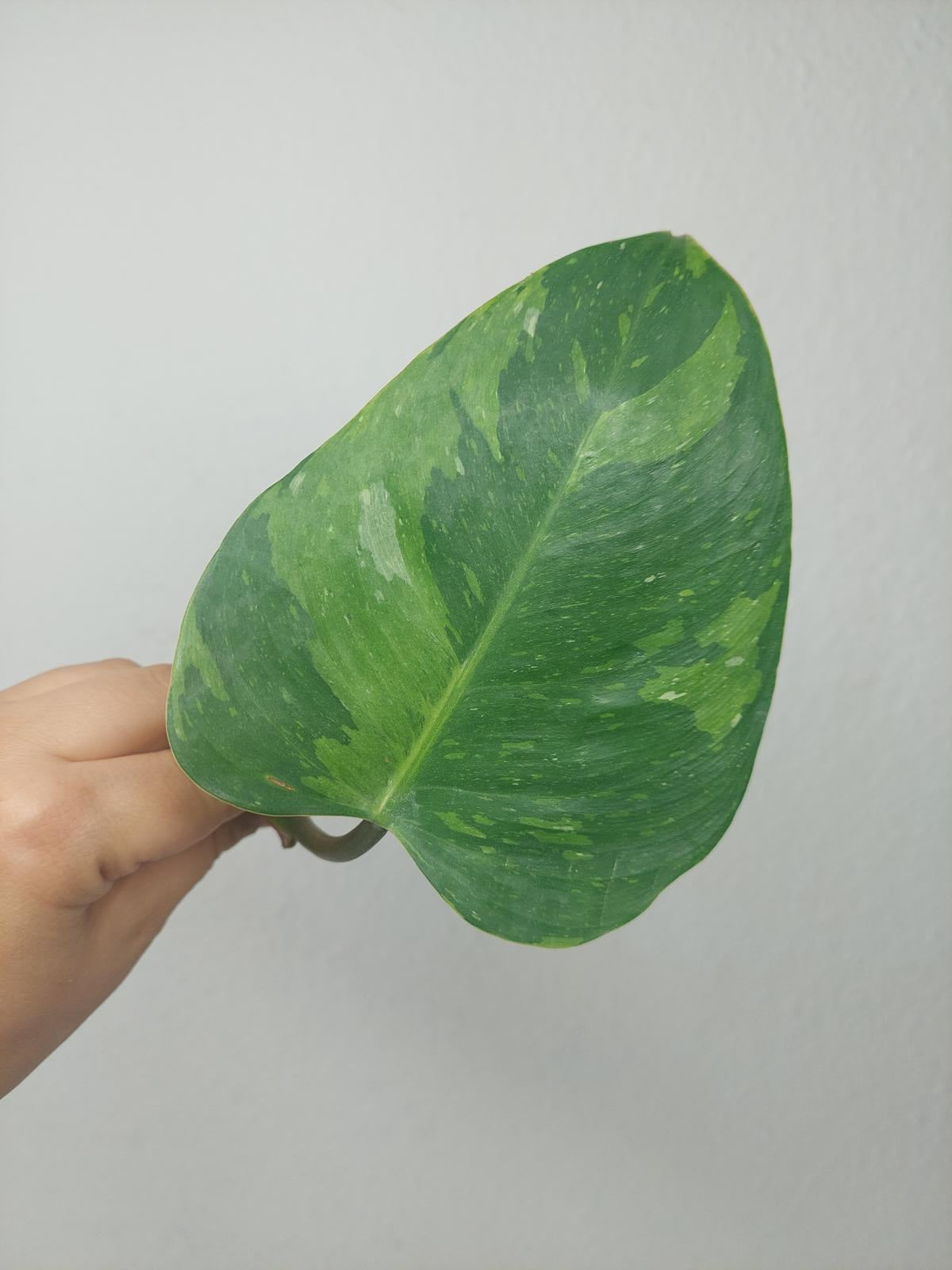 Philodendron White Princess Aurea Tricolor Steckling