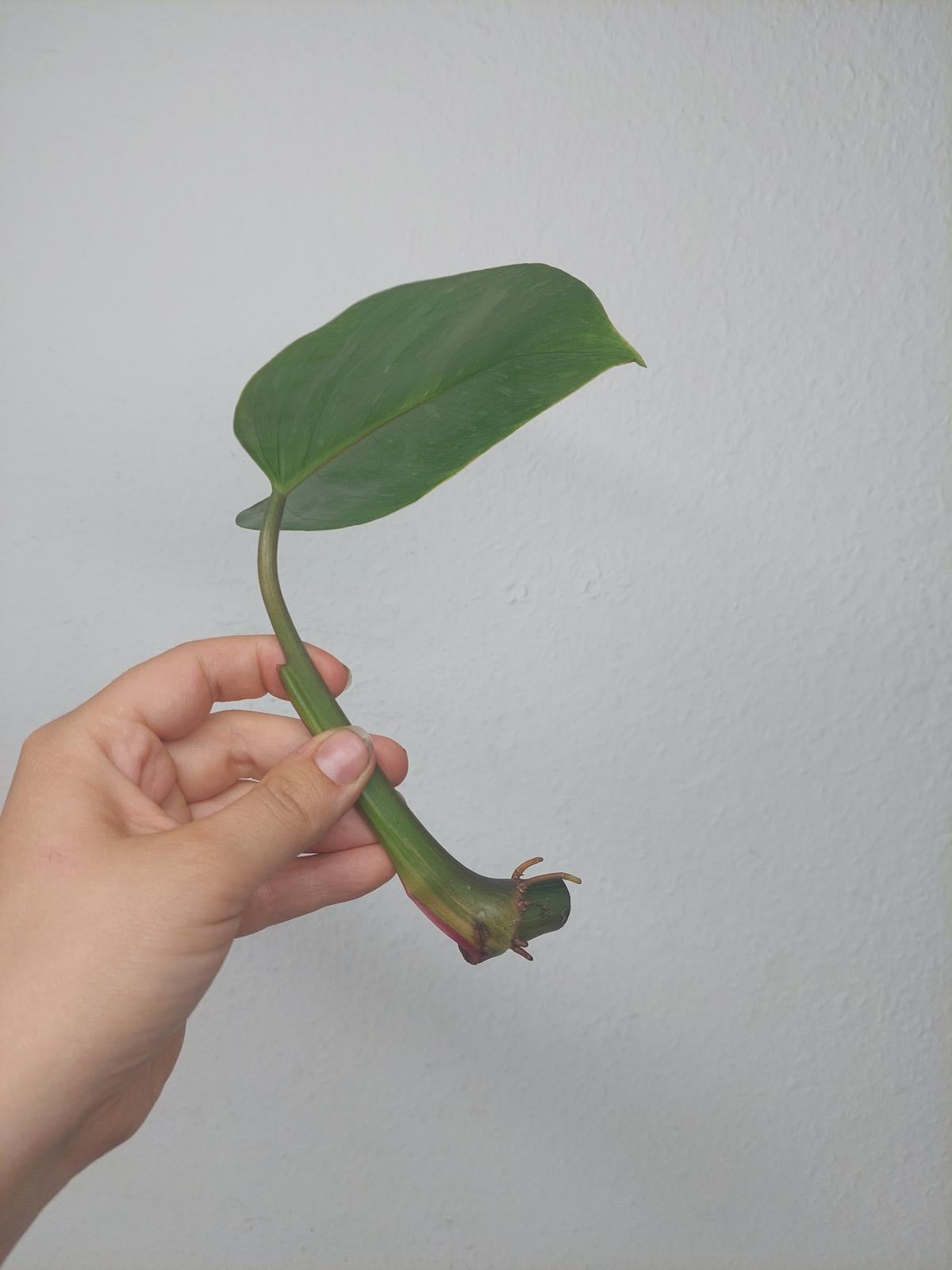 Philodendron White Princess Aurea Tricolor Steckling